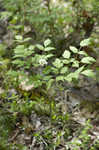 White baneberry <BR>Doll's eyes